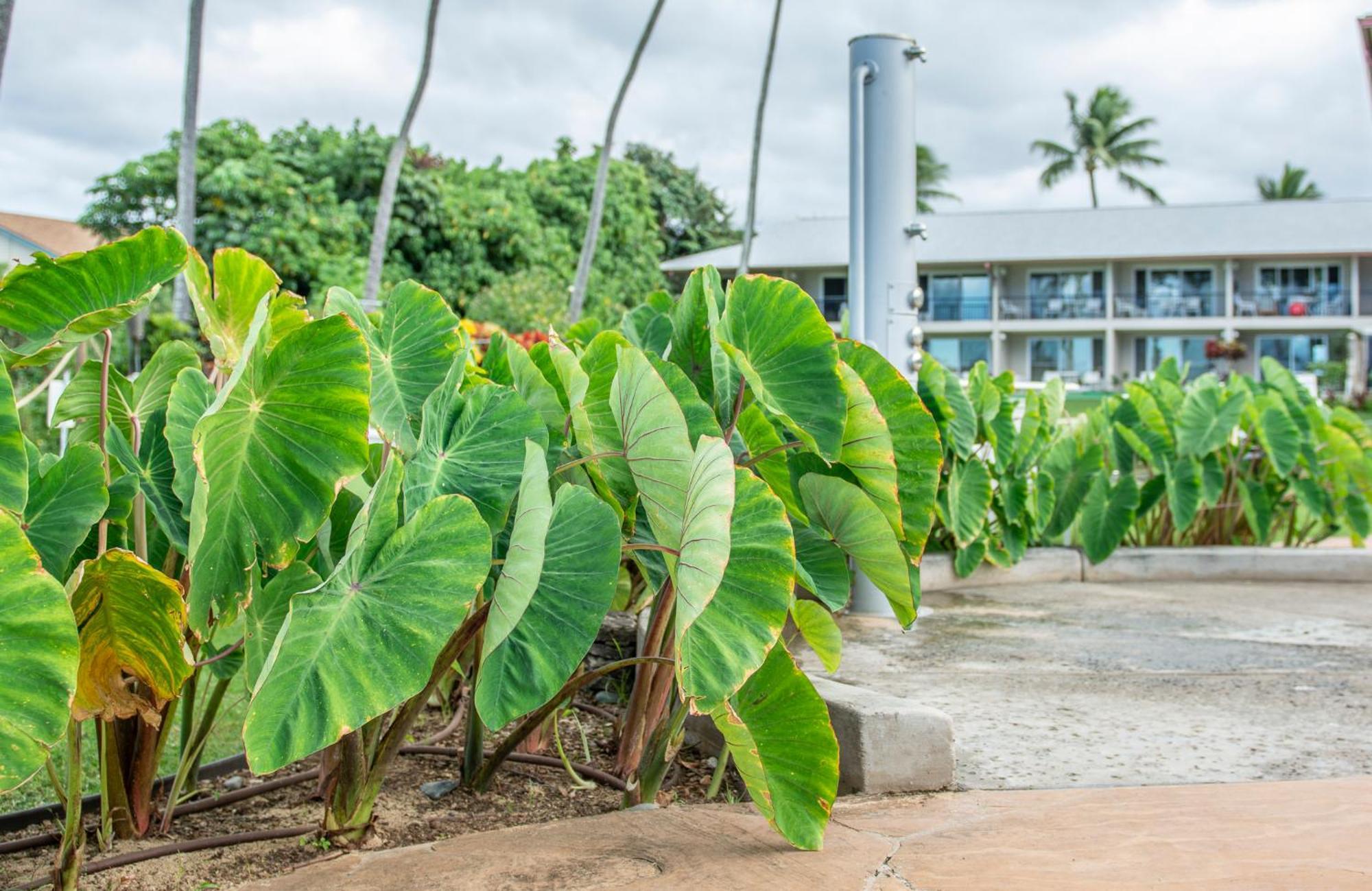Napili Surf Beach Resort By Castle Kapalua Bagian luar foto